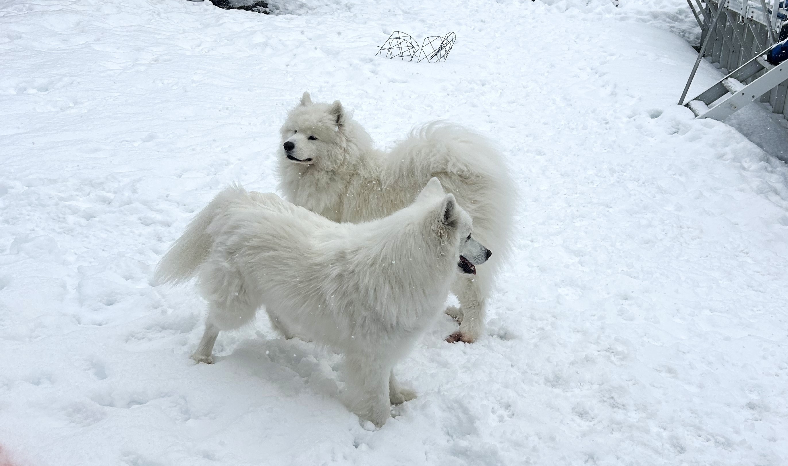 Dogs enjoying a relief visit