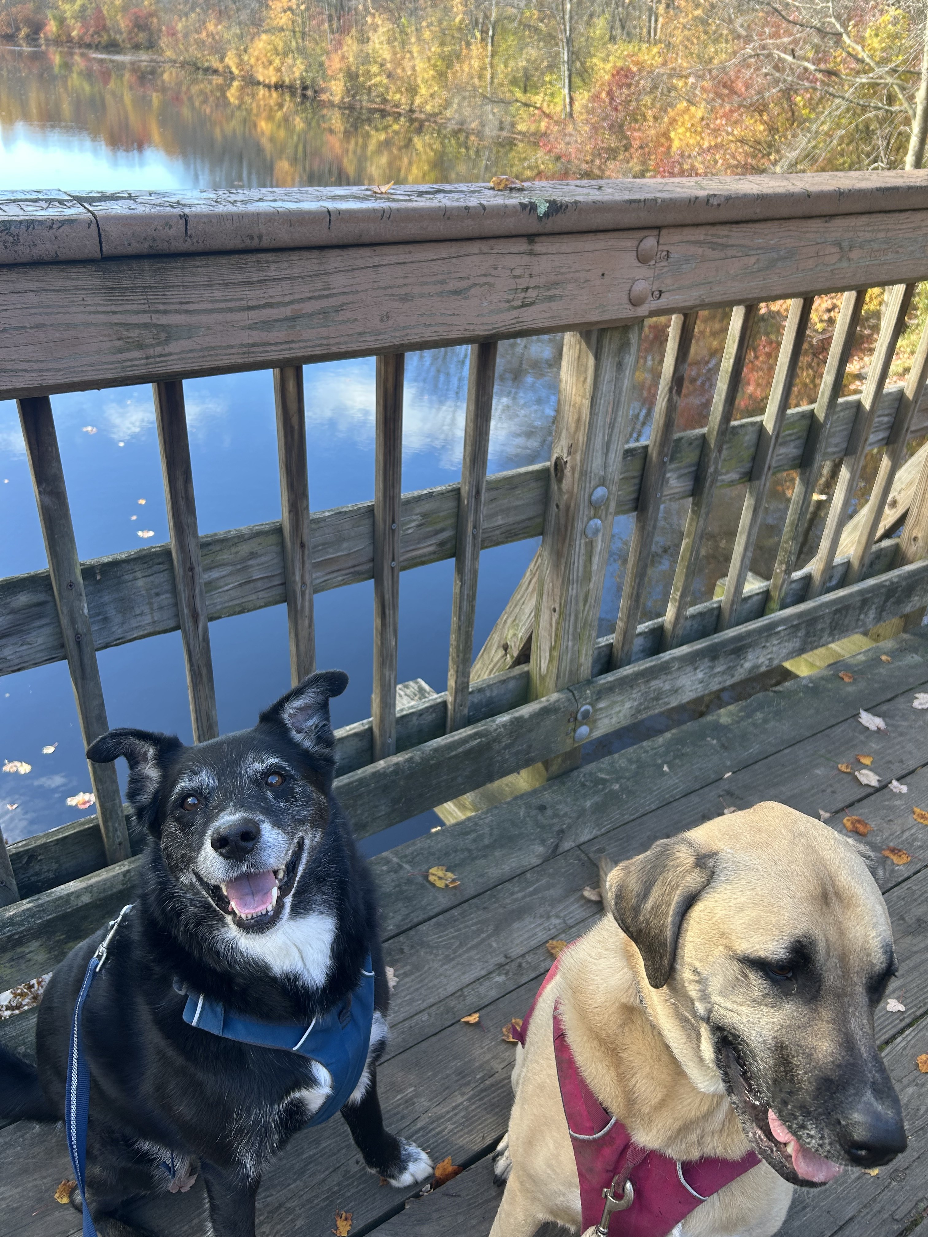 Dogs on a walk in Braintree MA